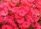 Macro photo with vivid decorative texture background flowers Phlox