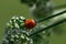 Macro photo, wallpaper. Red ladybug on a flower in a field with a dew drop