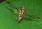 Macro Photo of Wasp Mimic Fly on Green Leaf