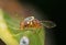 Macro Photo of Wasp Mimic Fly on Leaf