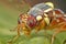 Macro Photo of Wasp Mimic Fly on Leaf