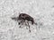 Macro Photo of Weevil Beetle or Snout Beetle on The Floor