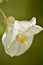 A macro photo of an white abutilon flower; soft green background; close details of the flower center