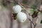 Macro photo of White berries of Snowberries Symphoricarpos Albus