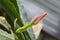 Macro photo of white flower of Epiphyllum. Big bud of cactus flower