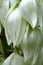 Macro photo of white large bell lily buds