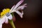 Macro photo of white and rose daisy flower with water drop