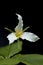 Macro photo of white trilium flower
