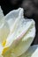 Macro photo of white wet tulips petals on dark bakcground. Shining waterdrops