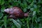 macro photo of wild snail animal in purple white color in the jungle of Kalimantan