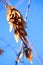 Macro photo. Winter, yellowed leaves and shrunken berries fisyat alone on the bare branches of trees on a clear blue sky.