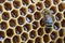 Macro photo working bee on honeycells. Concept of beekeeping.