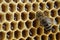 Macro photo working bee on honeycells. Fresh honey. Concept of beekeeping.