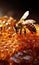 Macro photo of working bees on honeycombs Beekeeping and honey production