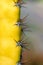 Macro photo of yellow cactus and thorns