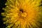 Macro photo of a yellow dandelion bloom and bee