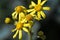 Macro photo of a yellow dandelion flover.