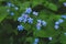 Macro photo of young Myosotis flowers in spring. Bruner Shrub Blue