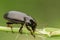 Macro photograph of a beetle sitting on a grass stalk. The beetle is eating the grass.