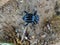 Macro photograph of black beetle walking on the ground