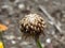 Macro Photograph of Calendula Seeds