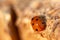 A Macro photograph of a common seven spot ladybird