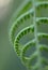 A macro photograph of a curly fern frond.