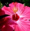 Macro photograph of Hibiscus flower