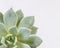 Macro photograph of succulent plant Echeveria, subsesilis, variegata. Image for design with white background and copy