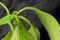 Macro photograph of a weaver ants walking on leaf