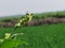 Macro photographs of grass flower with tiny insect