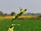 Macro photographs of grass flower with tiny insect