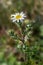 Macro photography of a Anthemis maritima