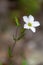 Macro photography of an Arenaria montana
