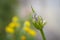 Macro photography of beautiful agapanthus blossoming bud