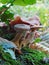 Macro photography of beautiful mushrooms on the bark of a wild forest tree with a Sunny green vague forest background