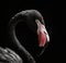 macro photography of a black flamingo