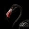 macro photography of a black flamingo