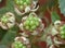 Macro photography of blackberries during main harvest season late summer with basket full of blackberries, close up