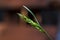 Macro photography of a blade of grass on a softly defocused background. Soft natural colors and fine details of the grass. Macro