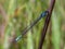 Macro photography of a blue-tailed damselfly sitting on a straw