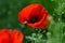 Macro photography of the bright fresh poppy within green grass.Beautiful summer flowers.Floral background