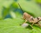 The macro photography of brown grasshopper on the leaf. Grasshoppers are a group of insects belonging to the suborder Caelifera.