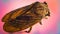 Macro photography of a brown leafhopper, close up. Selective focus