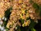 Macro photography of a bunch of blooming mango fruit flowers