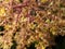 Macro photography of a bunch of blooming mango fruit flowers