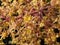 Macro photography of a bunch of blooming mango fruit flowers