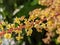 Macro photography of a bunch of blooming mango fruit flowers