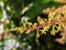 Macro photography of a bunch of blooming mango fruit flowers