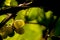 Macro photography of a bunch of grapes